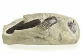 Carboniferous Fossil Fern (Neuropteris) Plate - France #338433-1